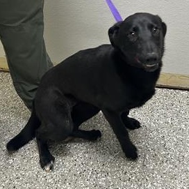 Cleo, ADOPTABLE, Adult Female Shepherd.