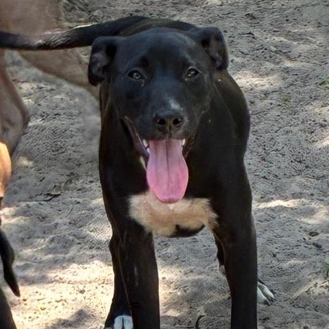 Charlotte, Adoptable, Young Female Black Labrador Retriever & Mixed Breed.