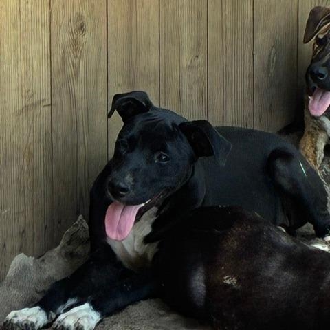 Enlarge Charlotte, a Adoptable mixed breed in Morriston, FL image 2/3
