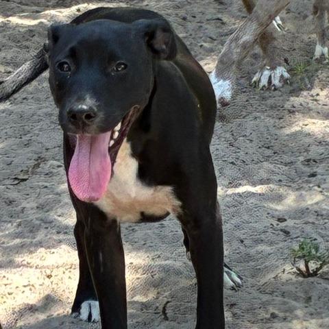 Enlarge Charlotte, a Adoptable mixed breed in Morriston, FL image 3/3