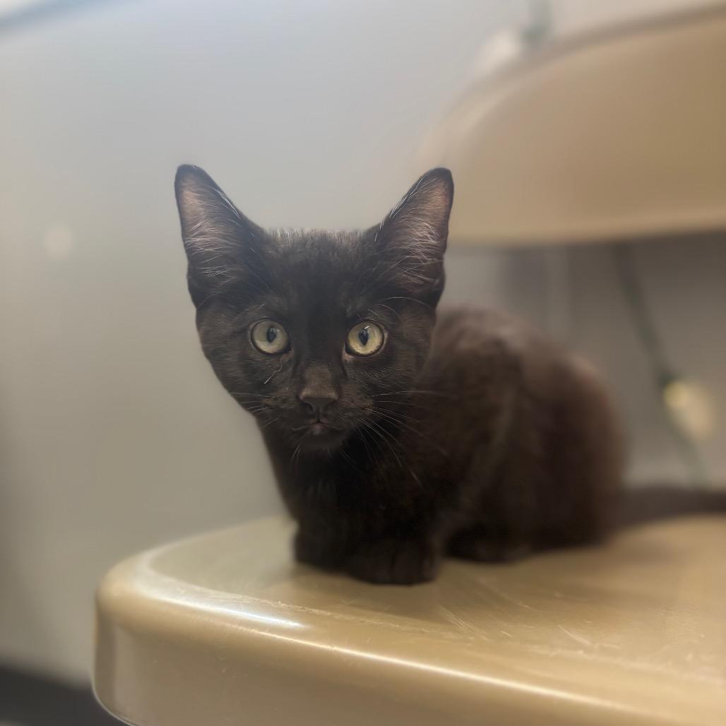 Scarlet Witch, a Adoptable Domestic Short Hair in Springtown, TX image 1/6