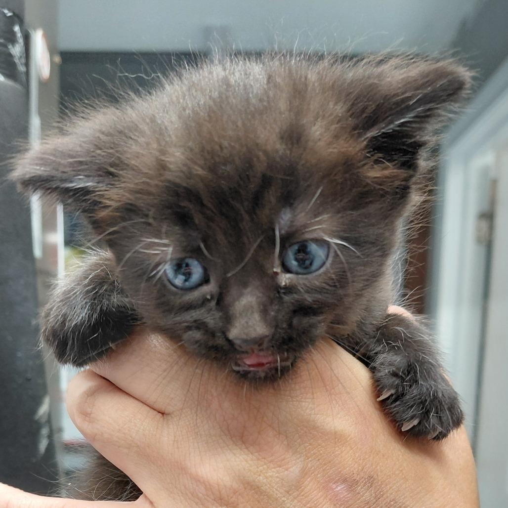 Enlarge Scarlet Witch, a Adoptable Domestic Short Hair in Springtown, TX image 1/5