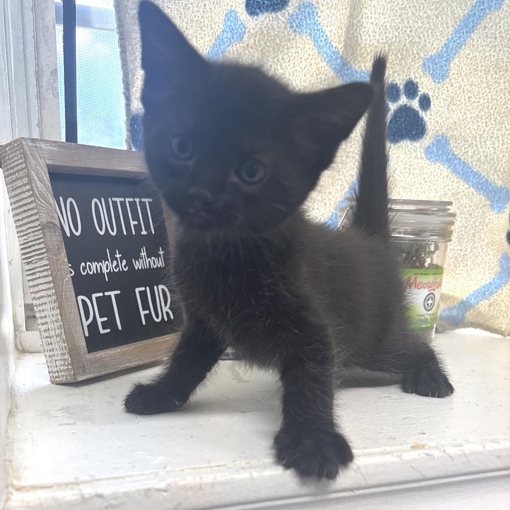 Enlarge Scarlet Witch, a Adoptable Domestic Short Hair in Springtown, TX image 5/5