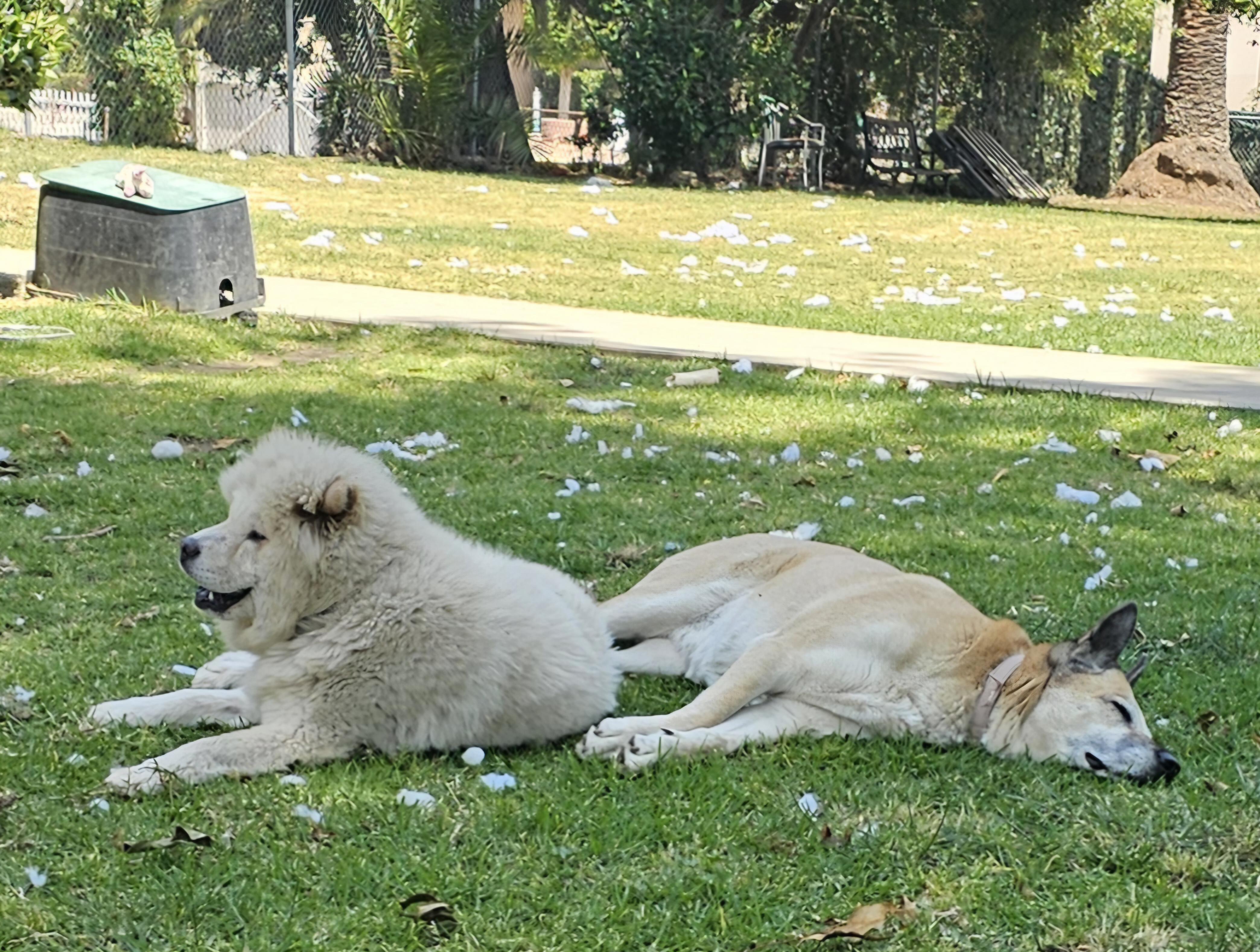 Enlarge Buddy, a ADOPTABLE Chow Chow in pasadena, CA image 5/5