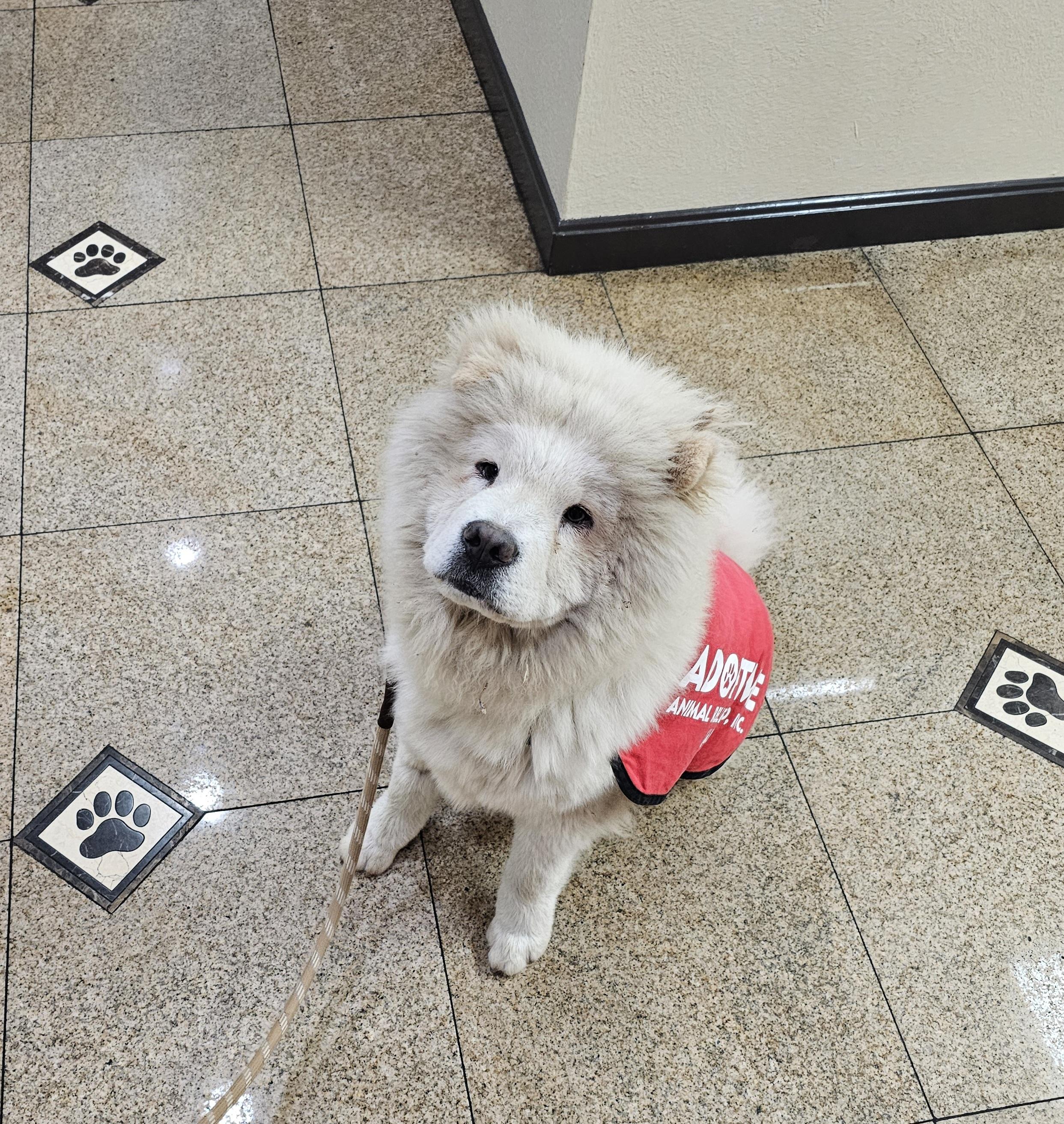 Enlarge Buddy, a ADOPTABLE Chow Chow in pasadena, CA image 3/5