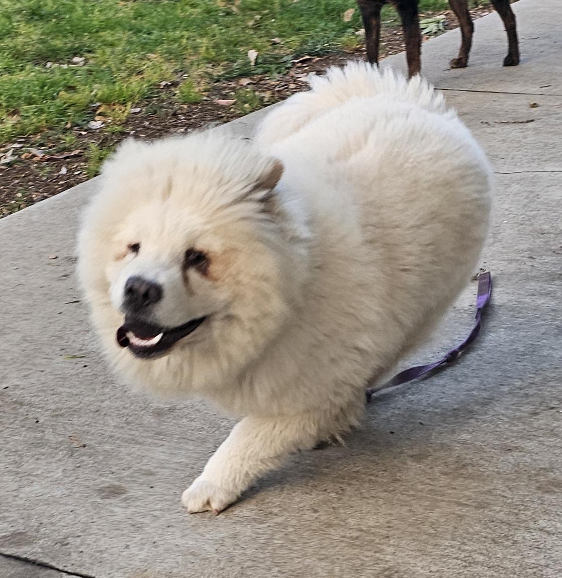 Enlarge Buddy, a ADOPTABLE Chow Chow in pasadena, CA image 2/5