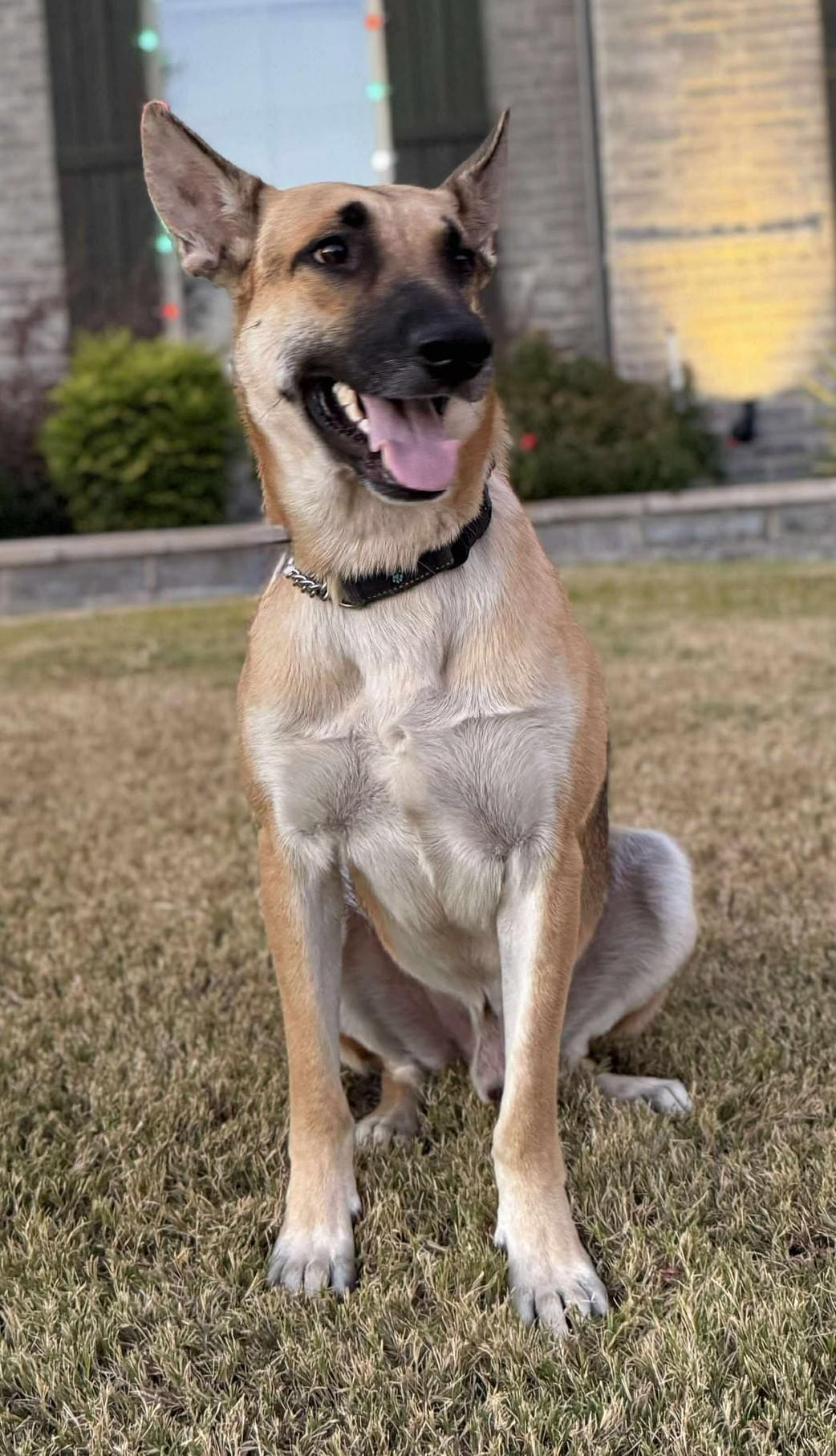 Enlarge Devon, an adoptable German Shepherd Dog in Dallas, TX image 1/6