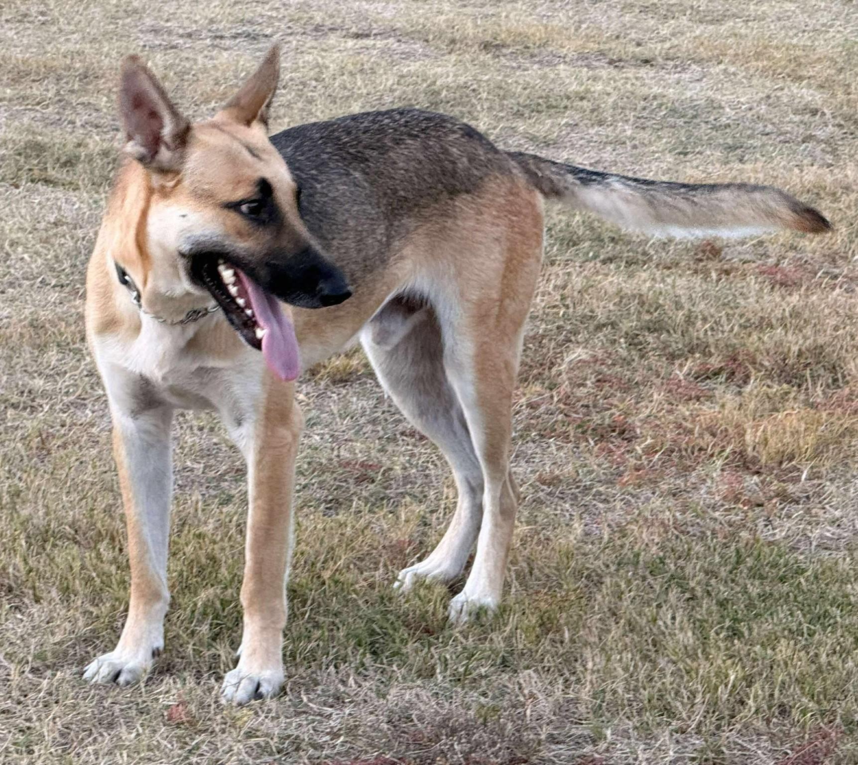 Enlarge Devon, an adoptable German Shepherd Dog in Dallas, TX image 2/6
