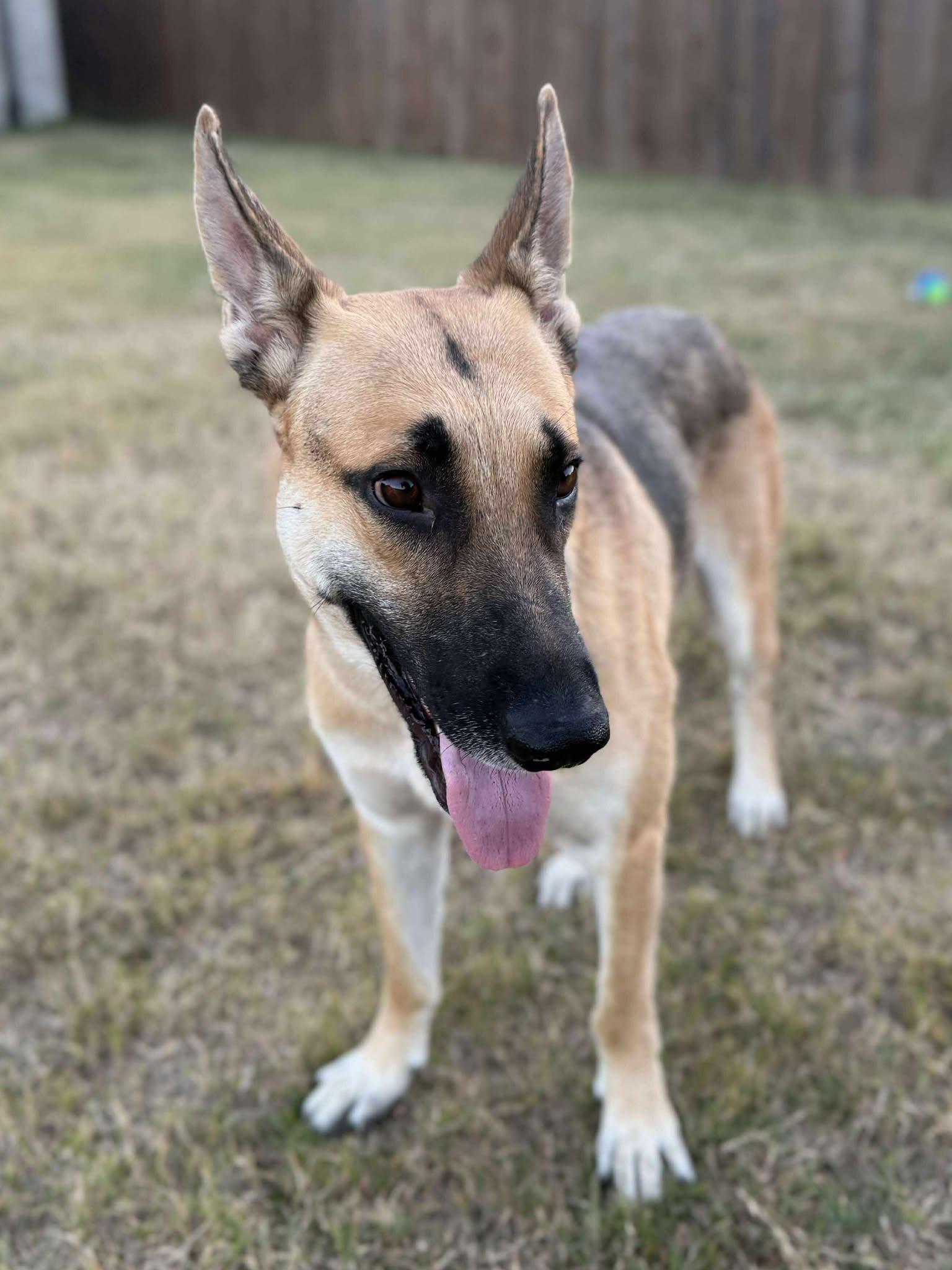 Enlarge Devon, an adoptable German Shepherd Dog in Dallas, TX image 3/6