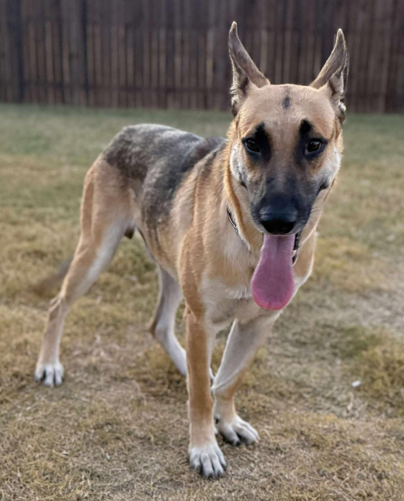 Enlarge Devon, an adoptable German Shepherd Dog in Dallas, TX image 4/6