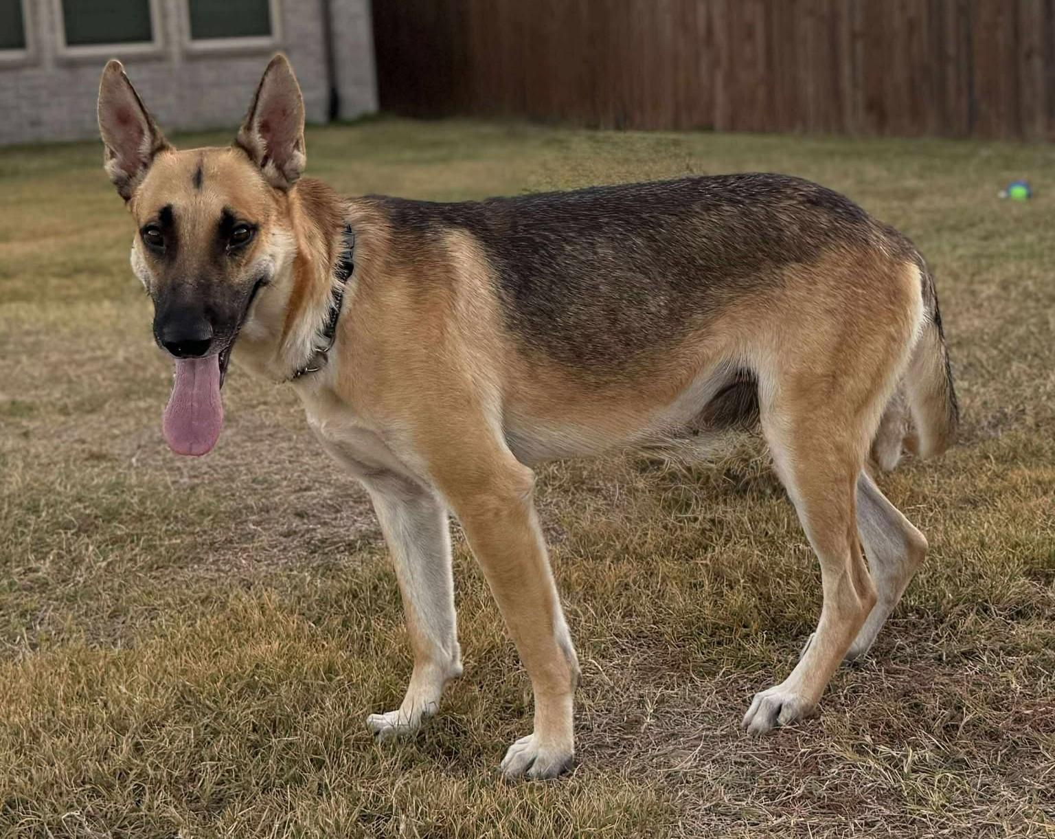 Enlarge Devon, an adoptable German Shepherd Dog in Dallas, TX image 5/6