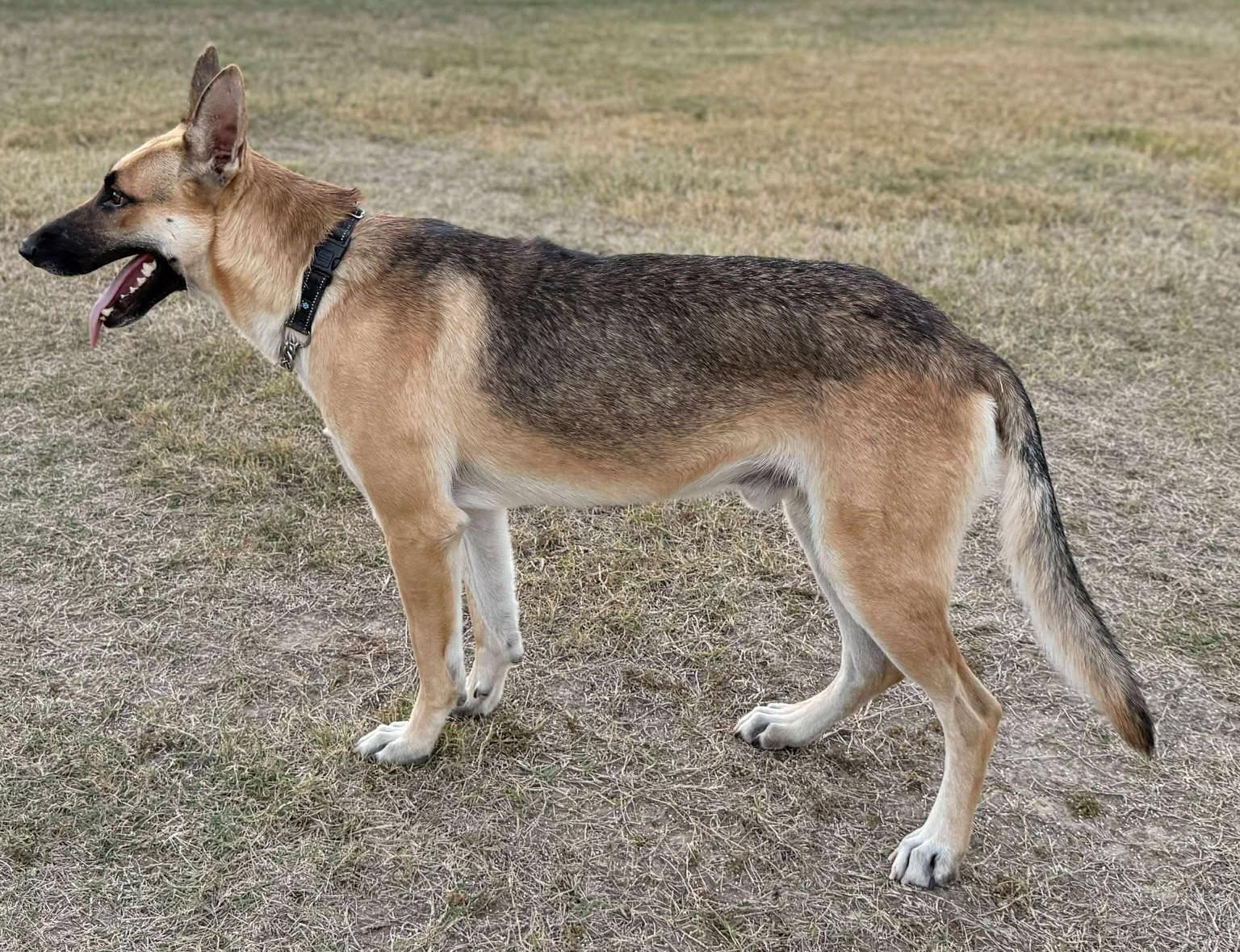 Enlarge Devon, an adoptable German Shepherd Dog in Dallas, TX image 6/6