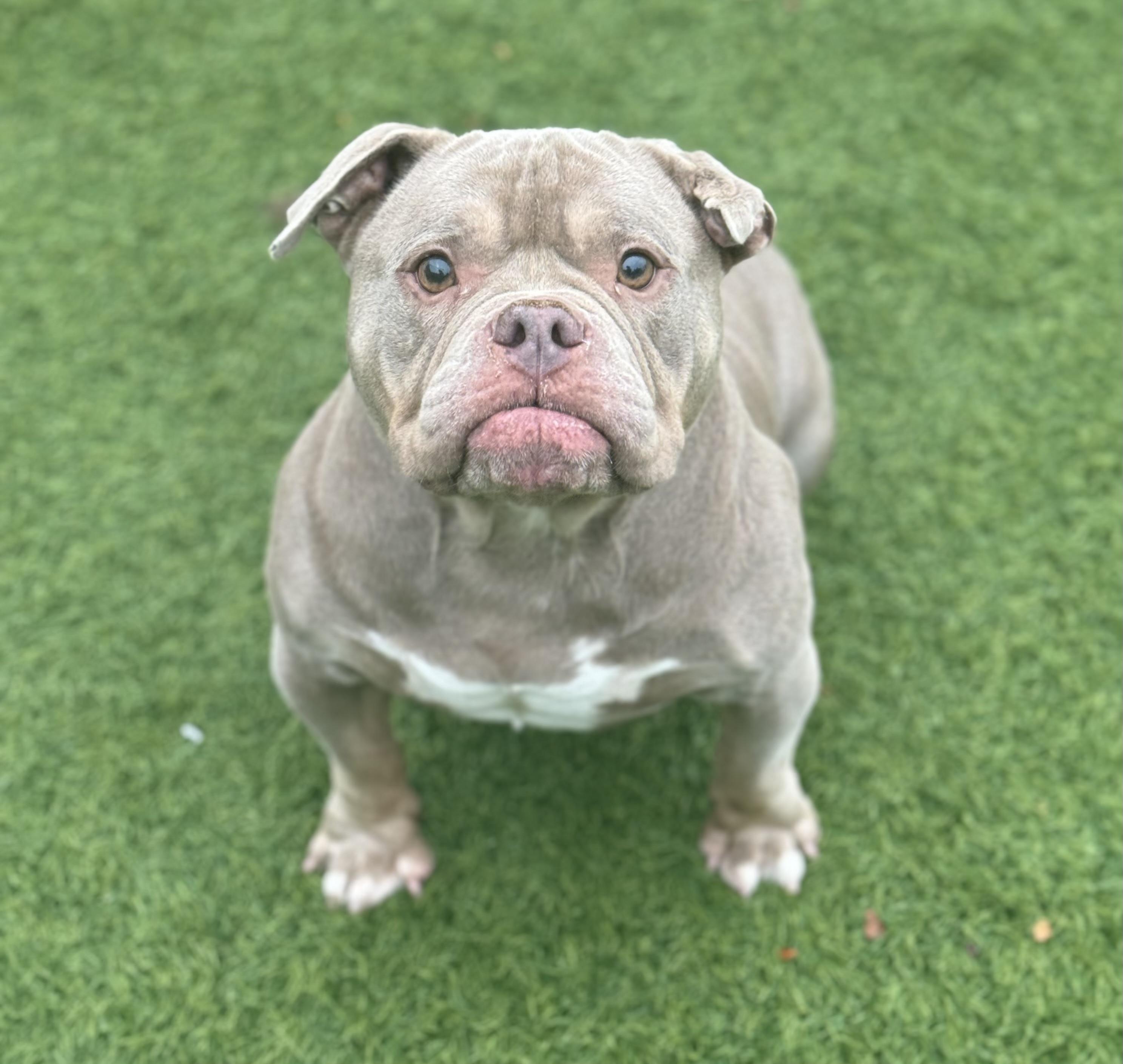 Enlarge MAVIS (AKA LAVENDER), a ADOPTABLE mixed breed in San Francisco, CA image 1/1