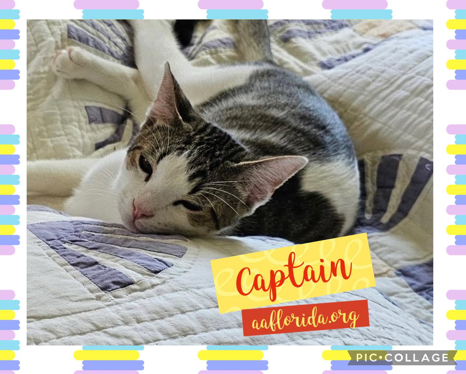 Enlarge Carlos & Captain, a Adoptable mixed breed in Pensacola, FL image 1/3