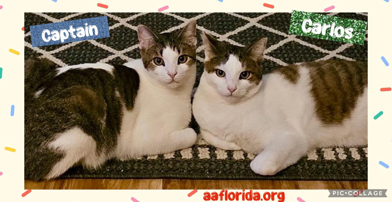 Enlarge Carlos & Captain, a Adoptable mixed breed in Pensacola, FL image 2/3