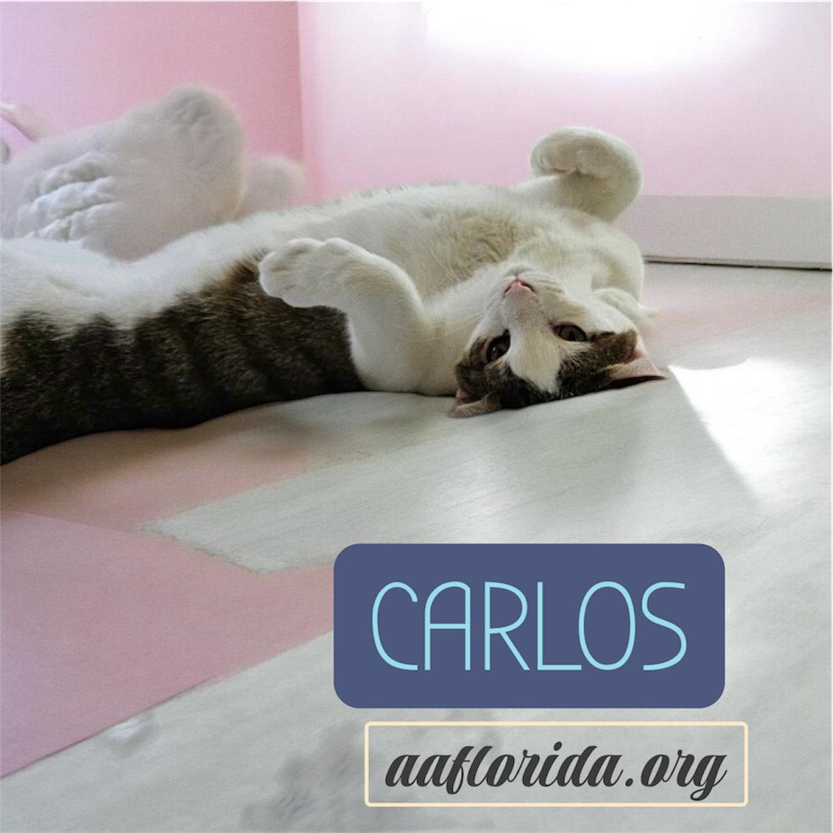 Enlarge Carlos & Captain, a Adoptable mixed breed in Pensacola, FL image 3/3