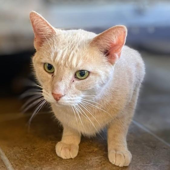 Ziggy, Adoptable, Senior Male Domestic Short Hair.