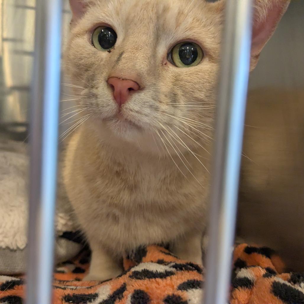 Enlarge Ziggy, a Adoptable Domestic Short Hair in Danville, KY image 2/2