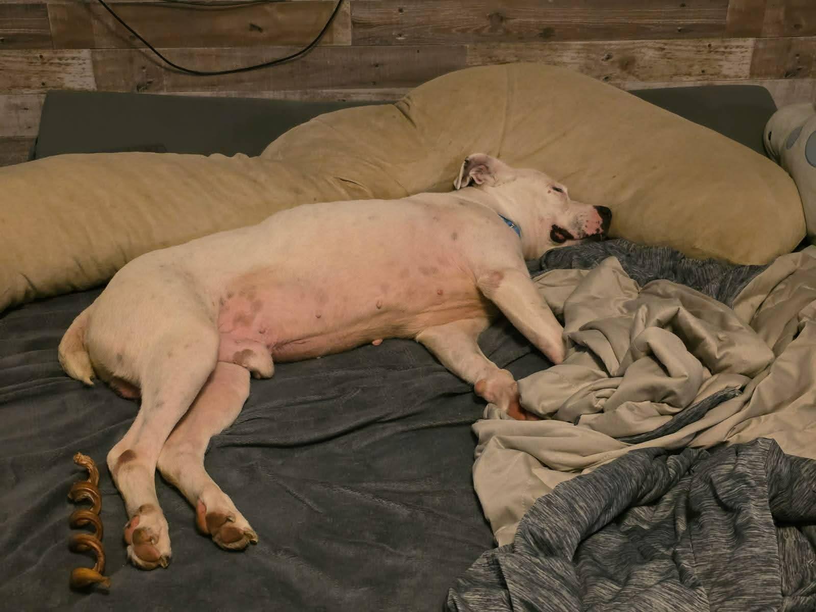 Enlarge Chopper, an adopted mixed breed in Portland, CT image 5/6