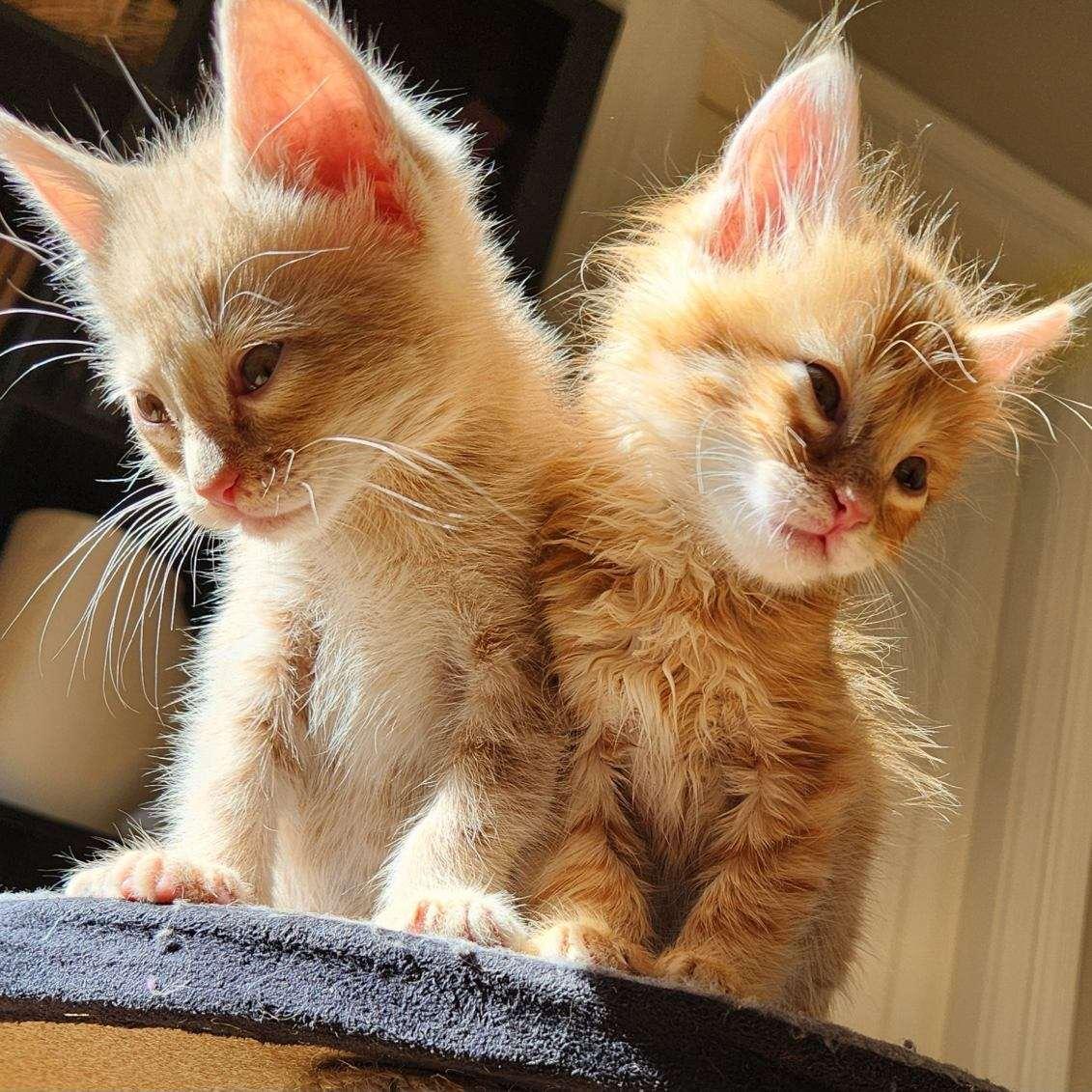 Matterhorn, a Adopted Domestic Short Hair in San Francisco, CA image 1/2