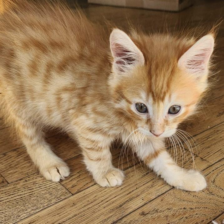 Matterhorn, a Adopted Domestic Short Hair in San Francisco, CA image 2/2