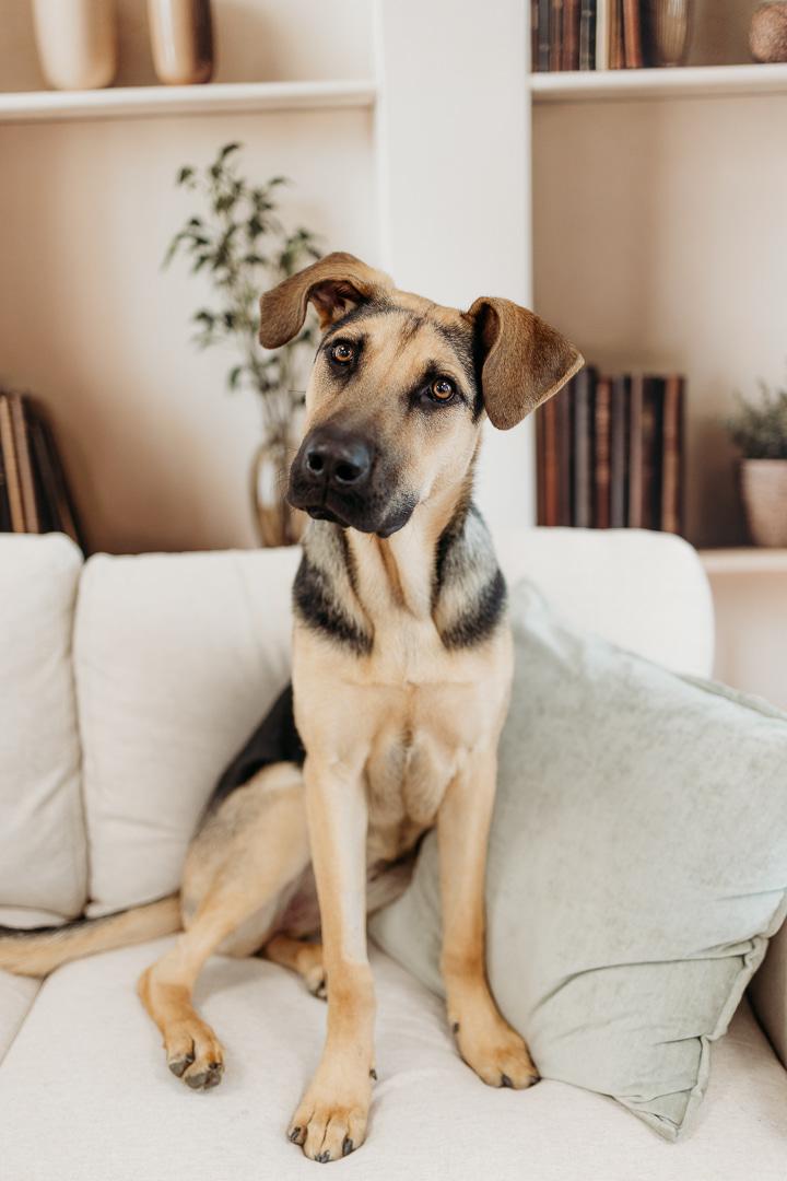 Enlarge Butter aka Butterfly, an adoptable Mixed Breed in Bowdoin, ME image 3/6