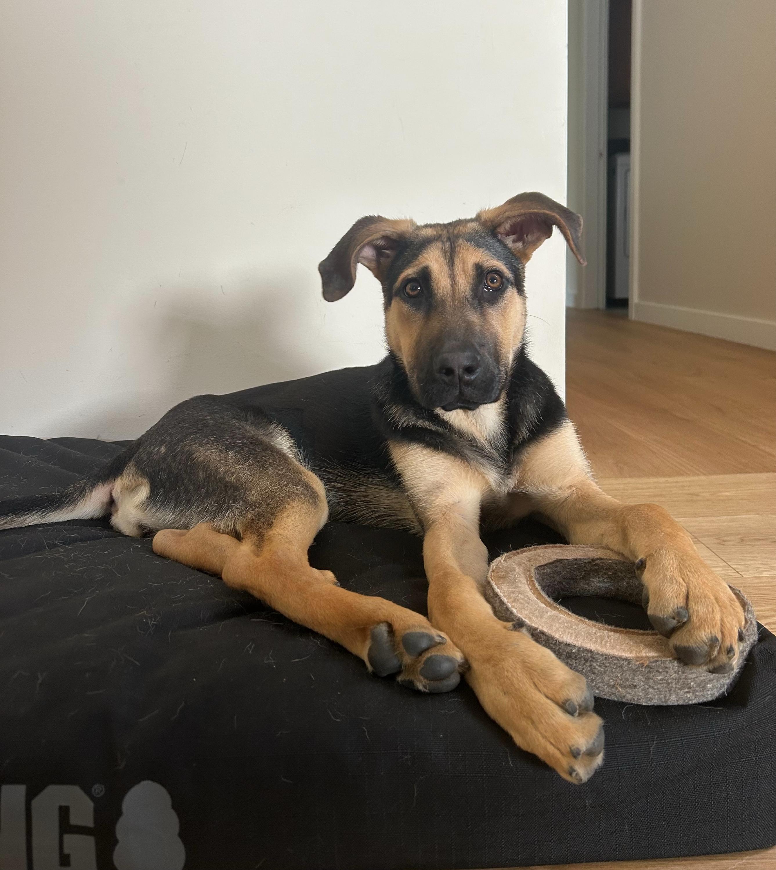 Butter aka Butterfly, a ADOPTABLE Mixed Breed in Bowdoin, ME image 3/6