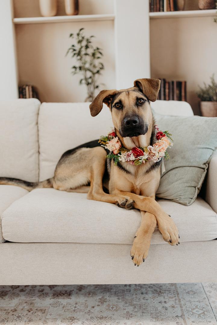 Butter aka Butterfly, adoptable, Young Female Mixed Breed.