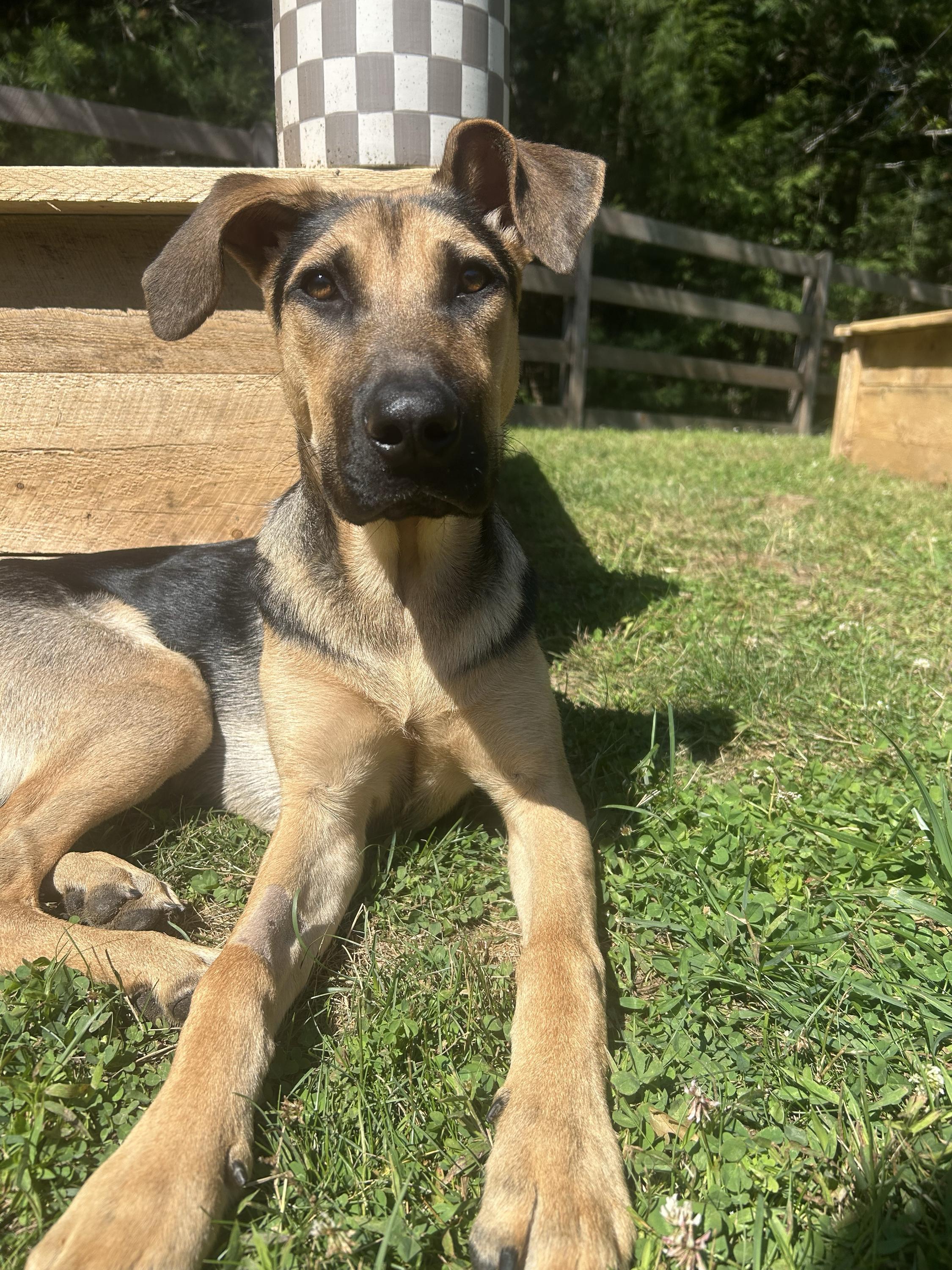 Enlarge Butter aka Butterfly, an adoptable Mixed Breed in Bowdoin, ME image 6/6