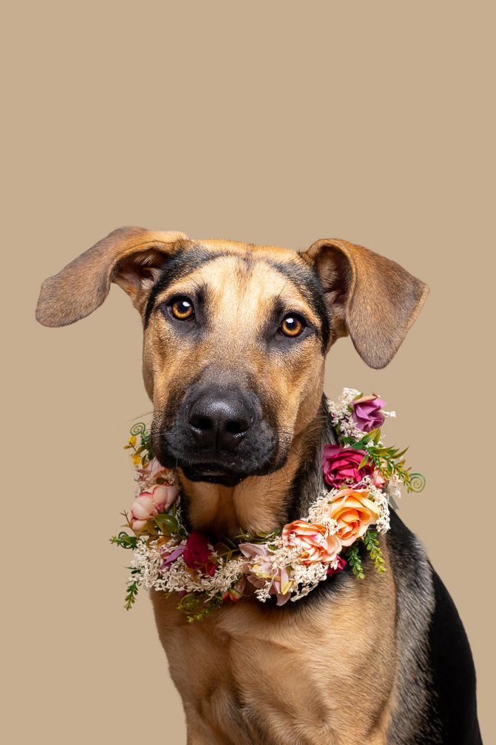 Enlarge Butter aka Butterfly, an adoptable Mixed Breed in Bowdoin, ME image 5/6