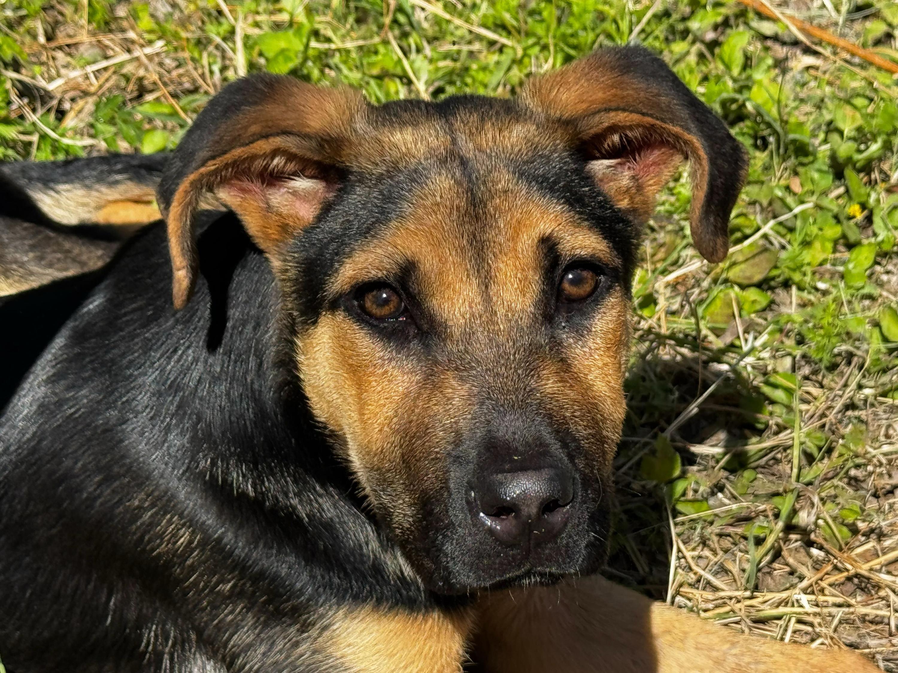 Butter aka Butterfly, a ADOPTABLE Mixed Breed in Bowdoin, ME image 6/6