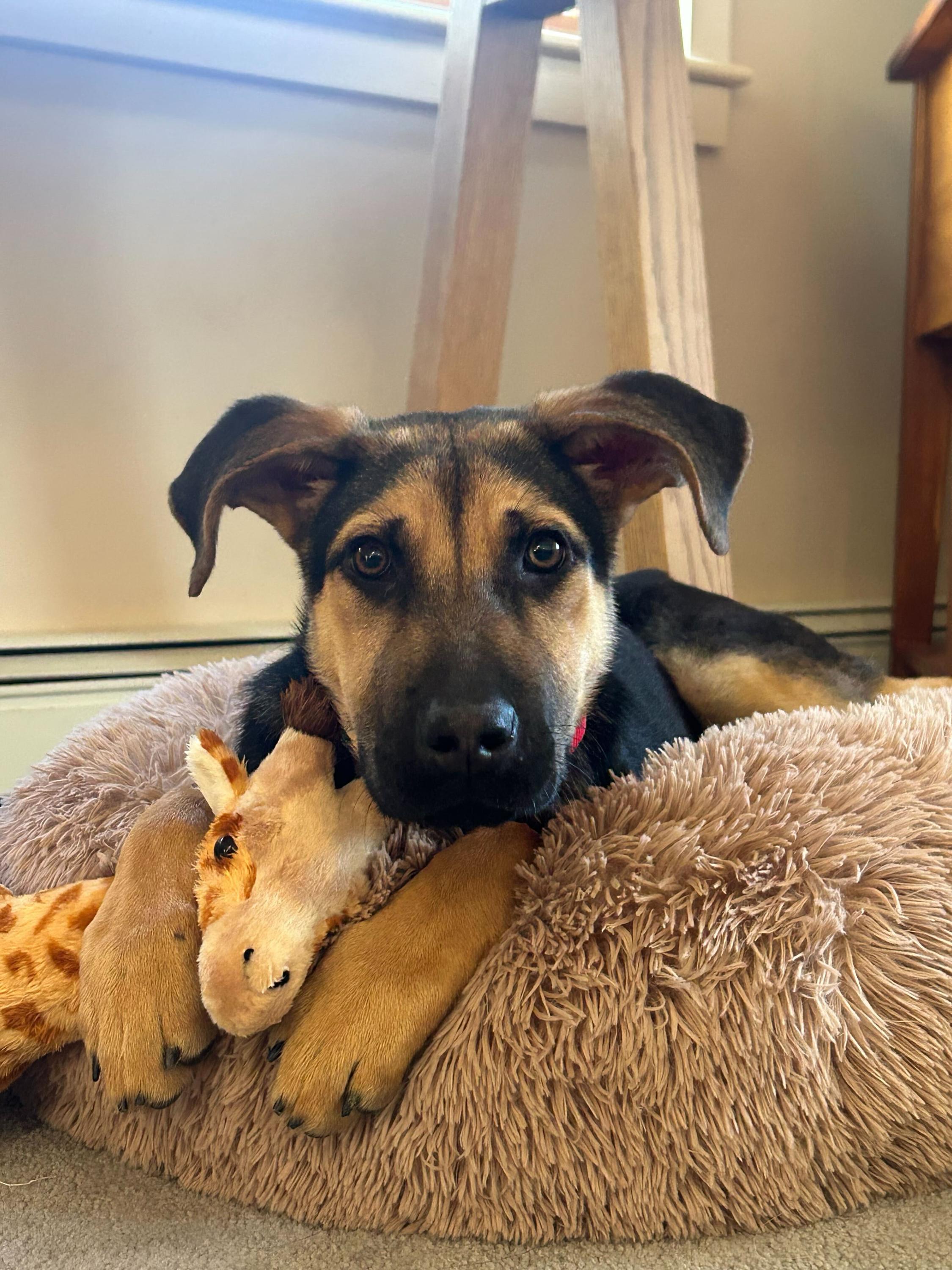 Butter aka Butterfly, ADOPTABLE, Young Female Mixed Breed.