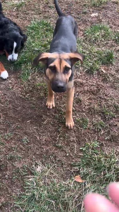 Enlarge Butter aka Butterfly, a ADOPTABLE Mixed Breed in Bowdoin, ME video 4/6