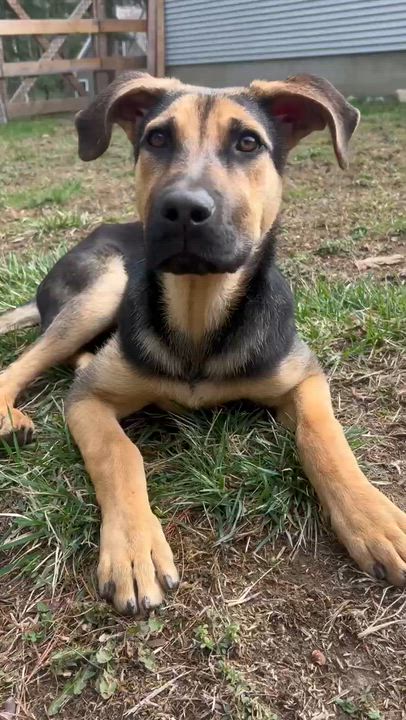 Enlarge Butter aka Butterfly, a ADOPTABLE Mixed Breed in Bowdoin, ME video 2/6