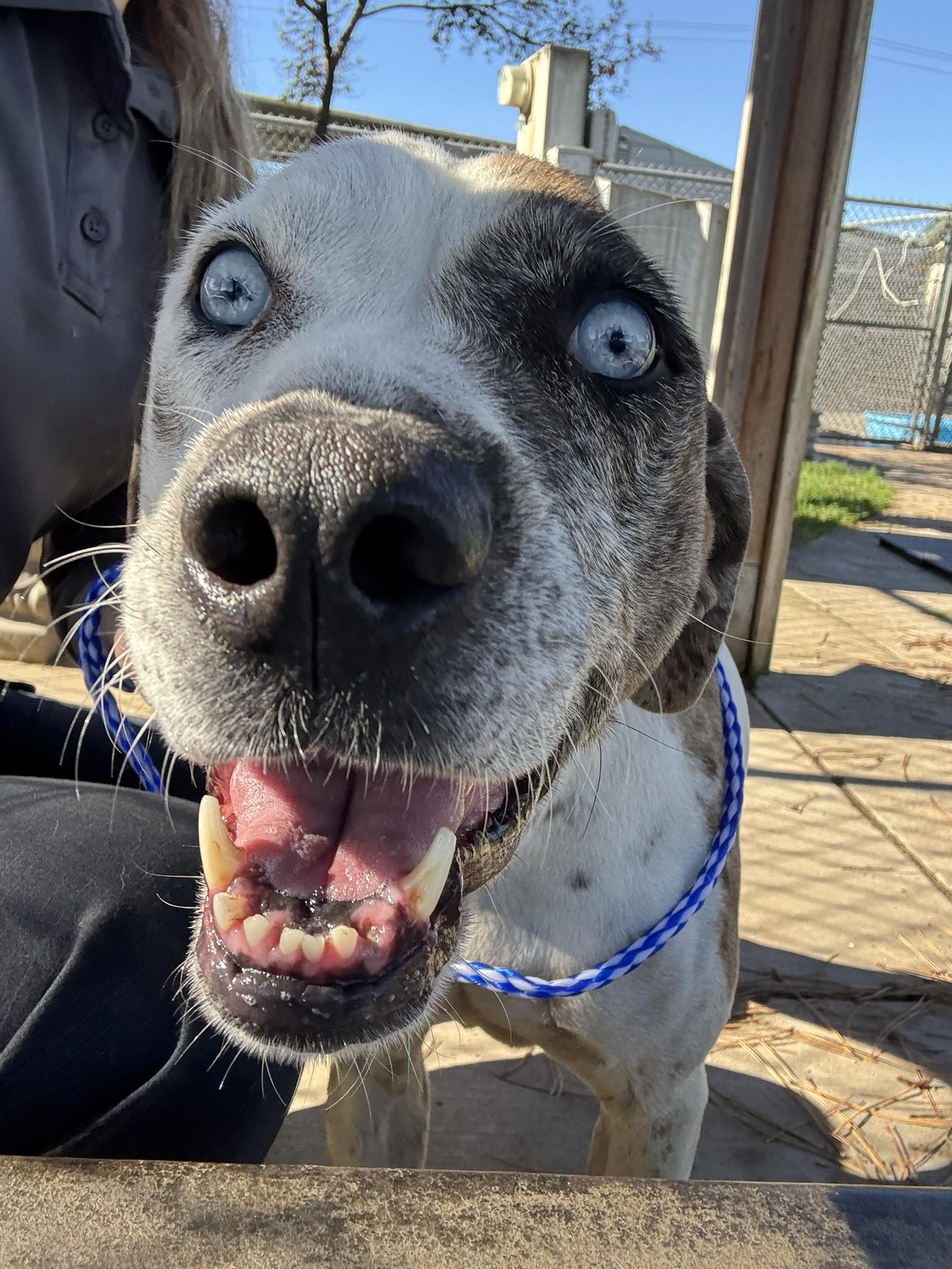 Enlarge Carmin, a Adoptable mixed breed in Oakdale, CA image 1/1