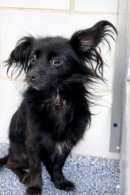Enlarge Dilbert, a ADOPTABLE mixed breed in Boca Raton, FL image 1/2