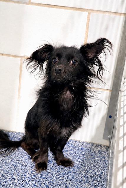 Enlarge Dilbert, a ADOPTABLE mixed breed in Boca Raton, FL image 2/2