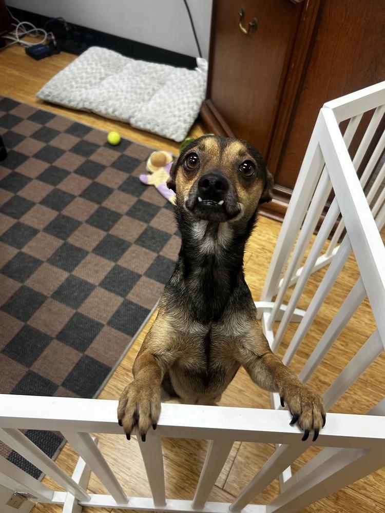 Tony, Adoptable, Senior Male Chihuahua.