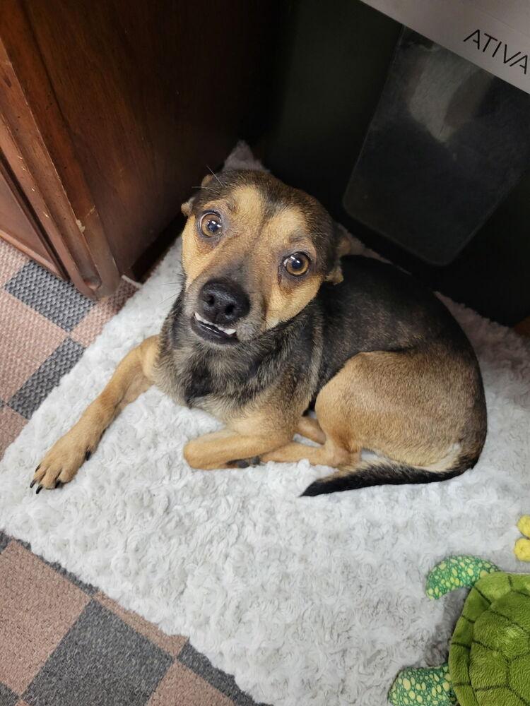 Enlarge Tony, a Adoptable mixed breed in ventura, CA image 2/2