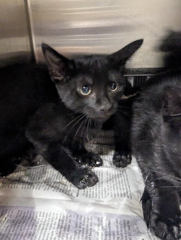 Enlarge Jack Skellington, a Adoptable Domestic Short Hair in Springfield, GA image 1/1
