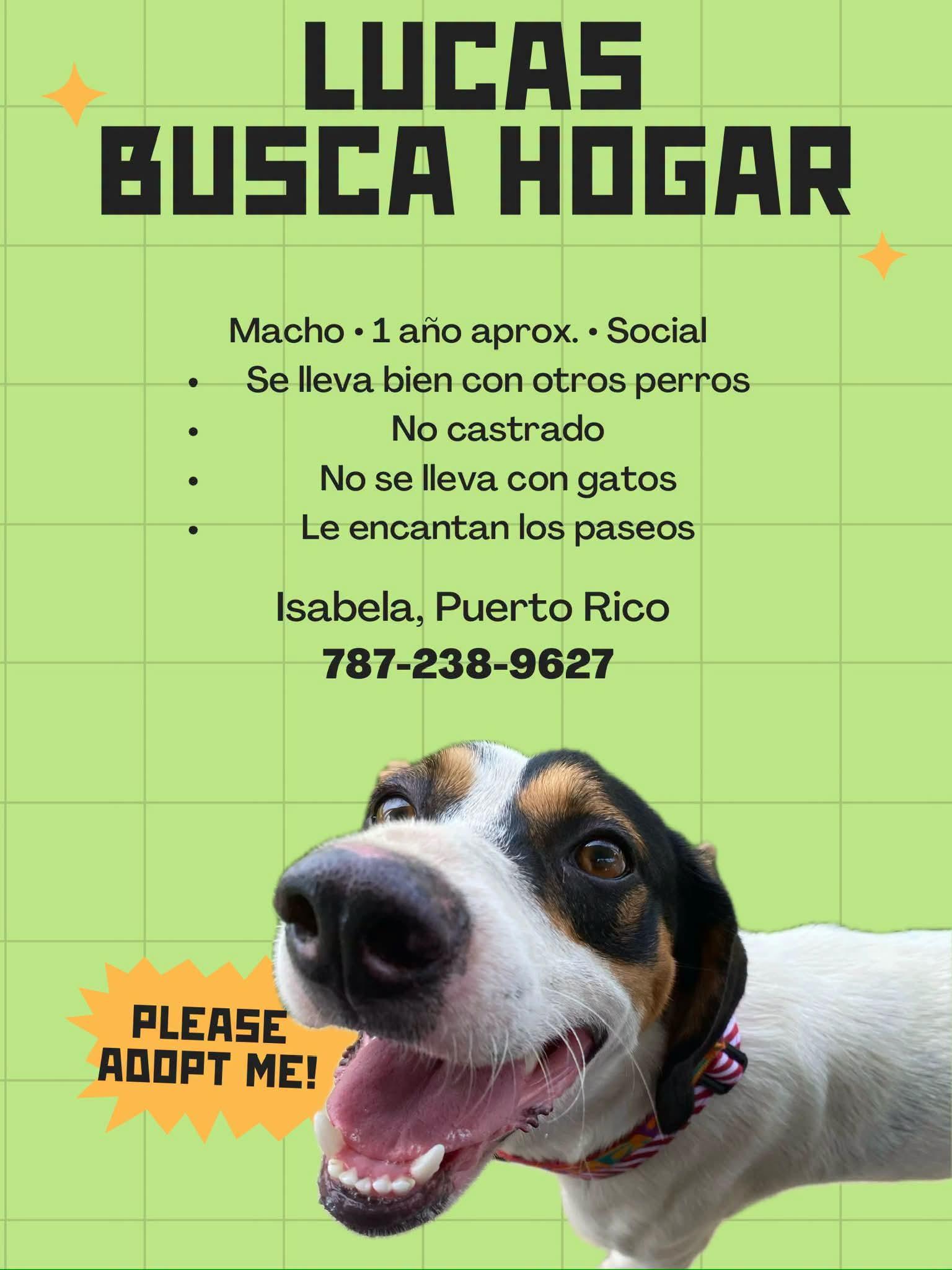 Enlarge Lucas, a Adoptable Mixed Breed in Annapolis, MD image 5/5