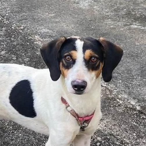 Lucas, Adoptable, Young Male Mixed Breed.