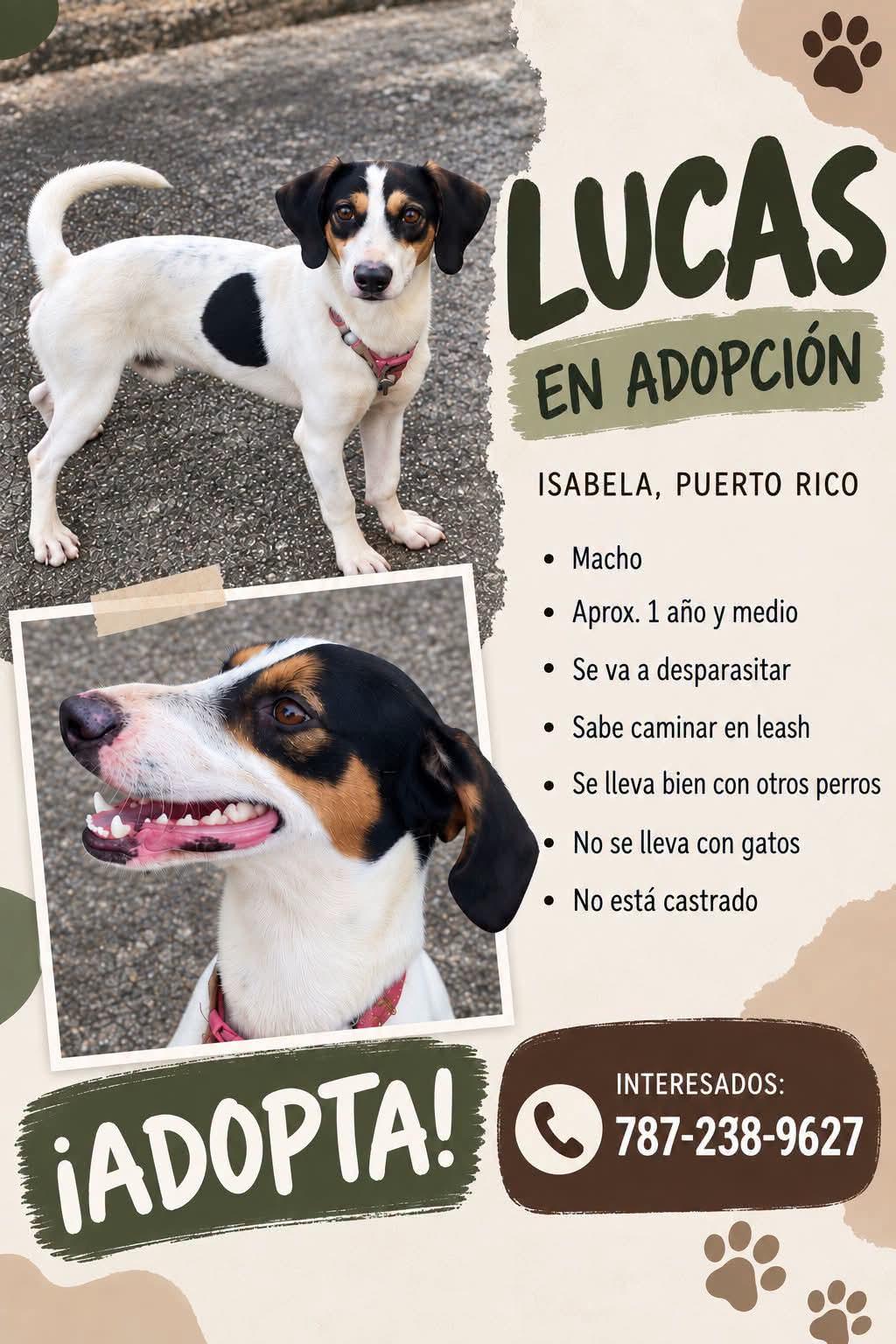 Enlarge Lucas, a Adoptable Mixed Breed in Annapolis, MD image 4/5