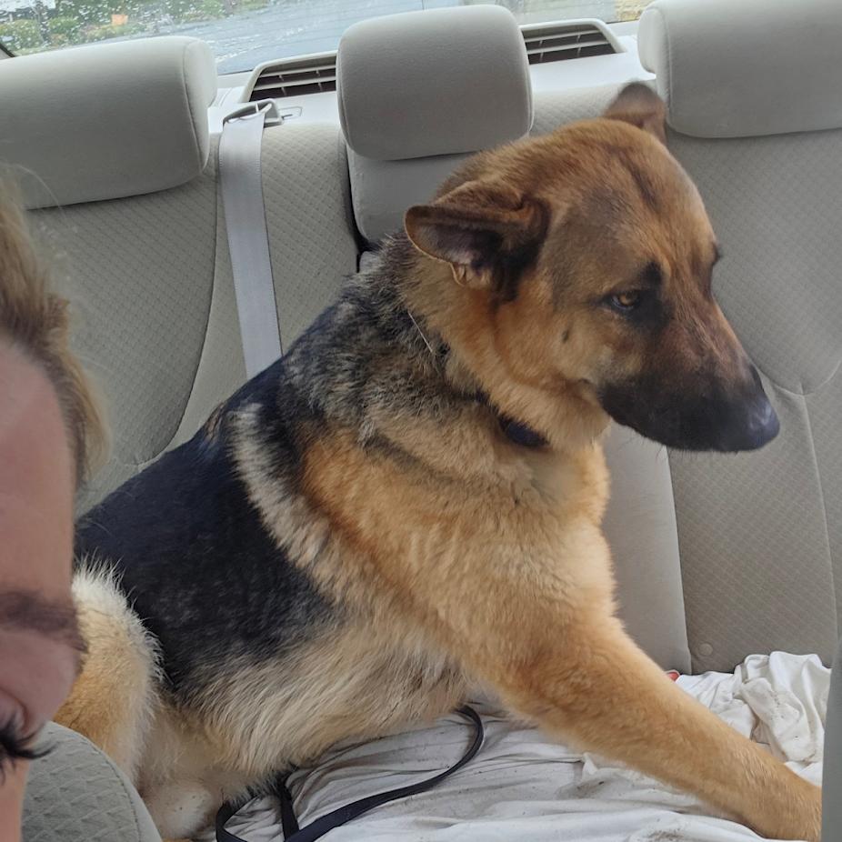 Enlarge Harley, a Adoptable German Shepherd Dog in Bellingham, WA image 1/3