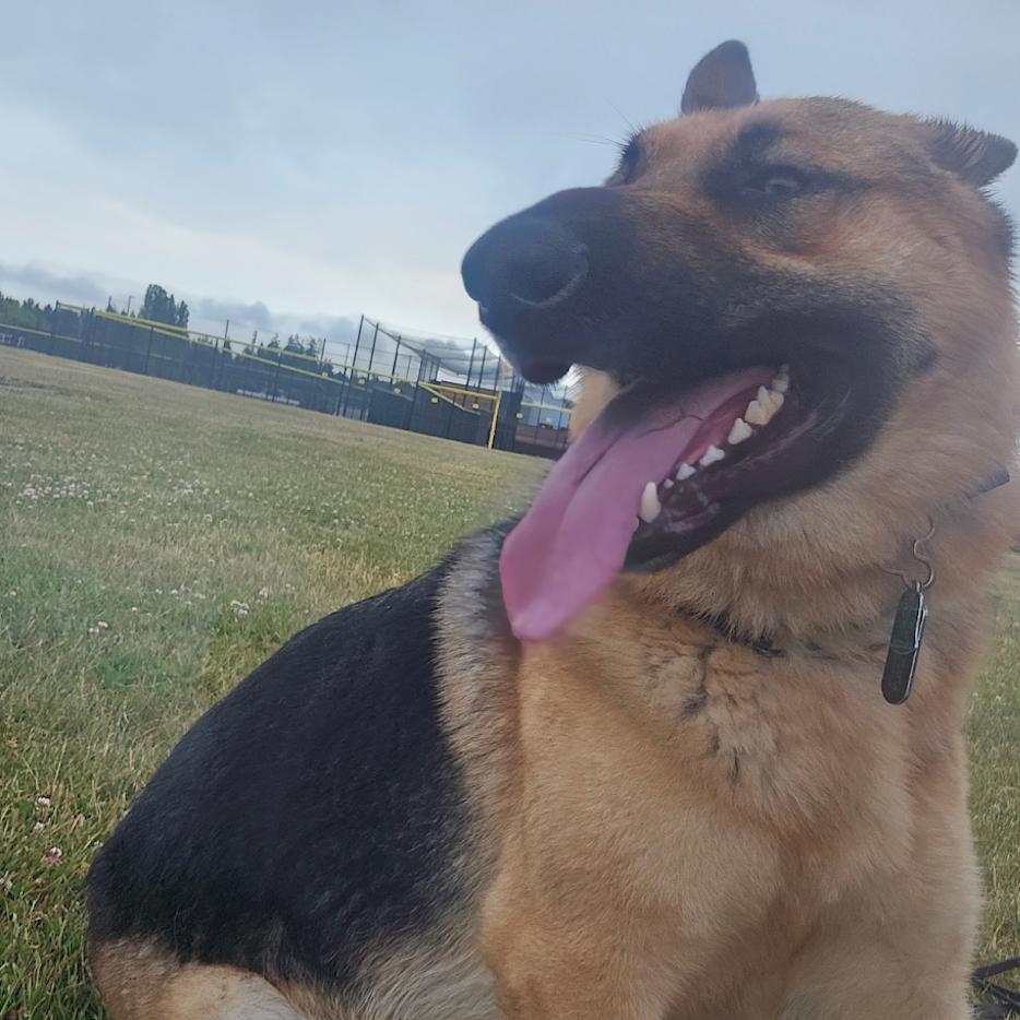 Enlarge Harley, a Adoptable German Shepherd Dog in Bellingham, WA image 2/3