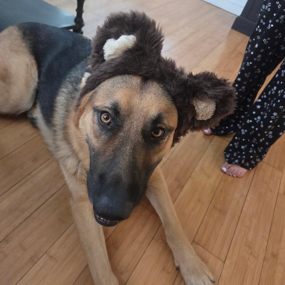 Enlarge Harley, a Adoptable German Shepherd Dog in Bellingham, WA image 3/3