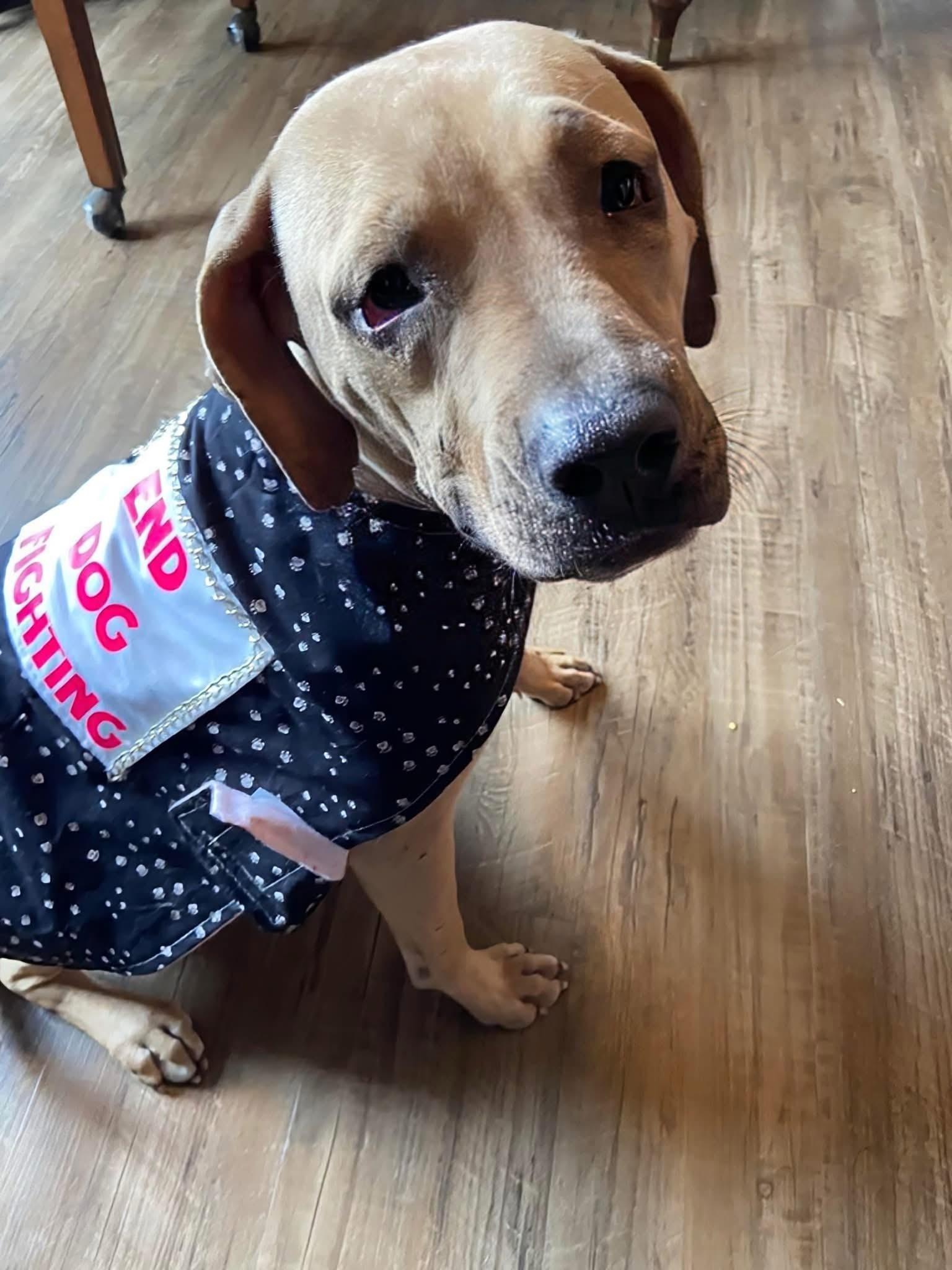 Spirit, Adoptable, Adult Female Mixed Breed.