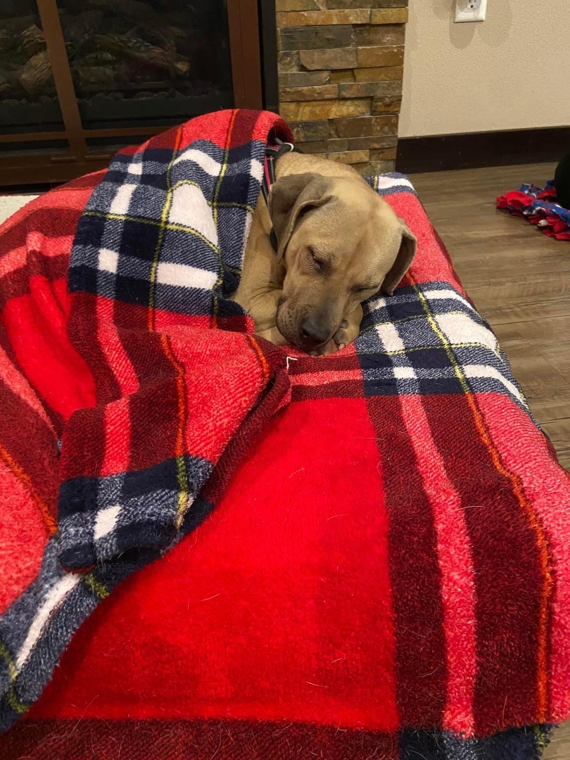 Enlarge Spirit, a Adoptable Mixed Breed in Watertown, WI image 3/5