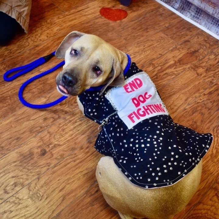 Enlarge Spirit, a Adoptable Mixed Breed in Watertown, WI image 4/5