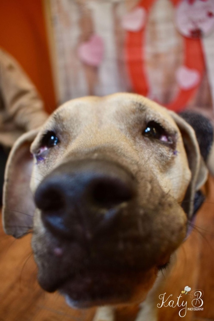 Enlarge Spirit, a Adoptable Mixed Breed in Watertown, WI image 2/5